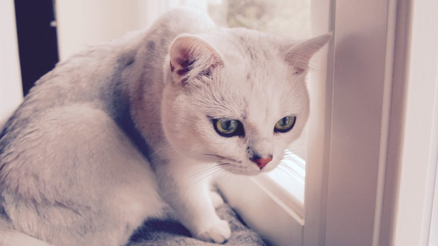 文句言うのに諦めてない?その猫背、まだ治るかも。