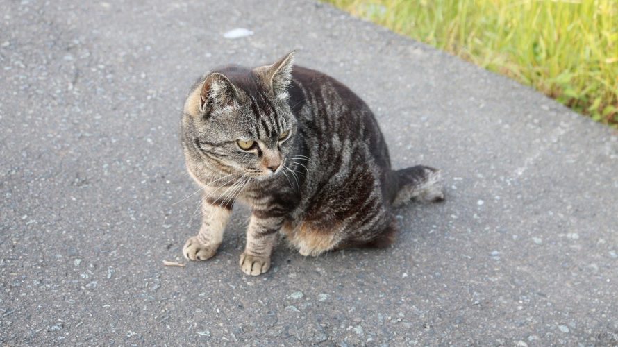 自分は違うと思ってない?一瞬でできる猫背チェックやってみて!